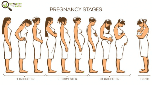 Pregnancy trimesters in detail