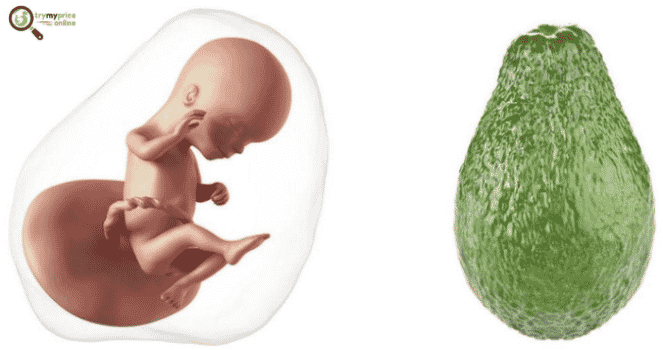 16 weeks pregnant your body and your baby development