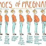 Stages of pregnancy in detail