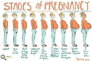 Stages of pregnancy in detail