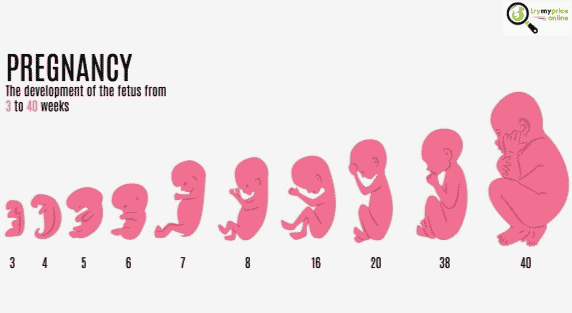 Trimesters of pregnancy in detail