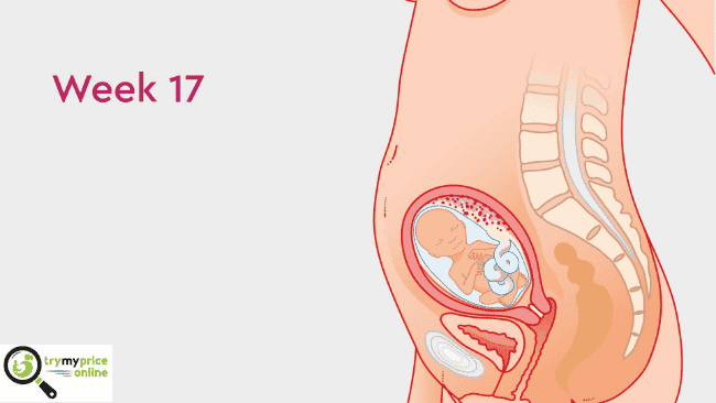 17 weeks pregnant baby development