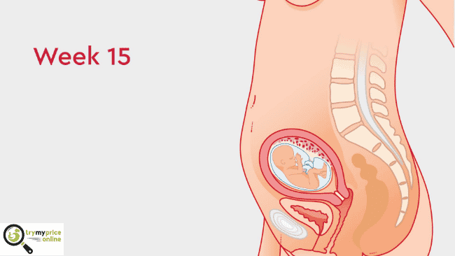 15 weeks pregnant what happens to you and your baby