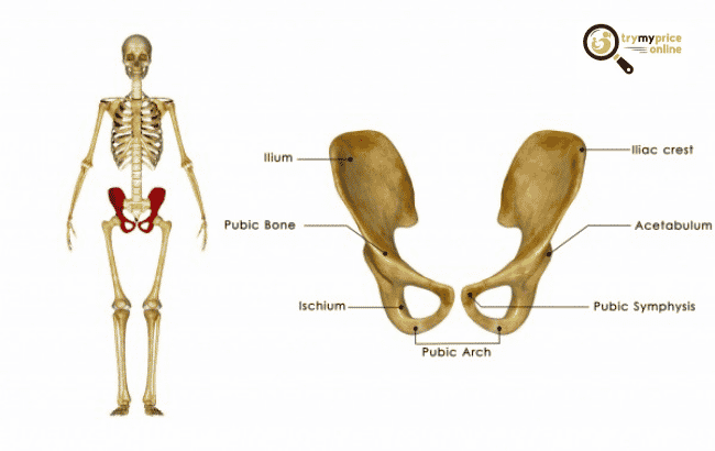 Pelvic pain during pregnancy and its risks